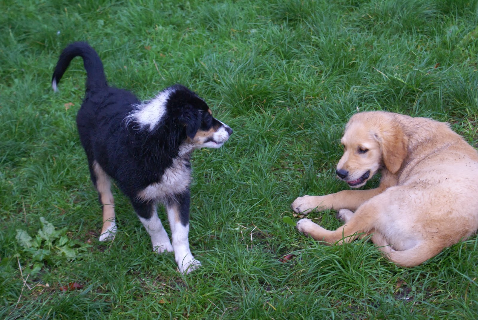 StressHund Stress und Pubertät