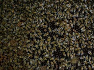 Advierten de riesgos para humanos por reducción de abejas
