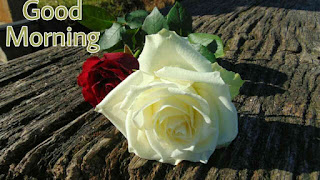 Beautiful good morning images , pics and photos of red rose and white rose flowers