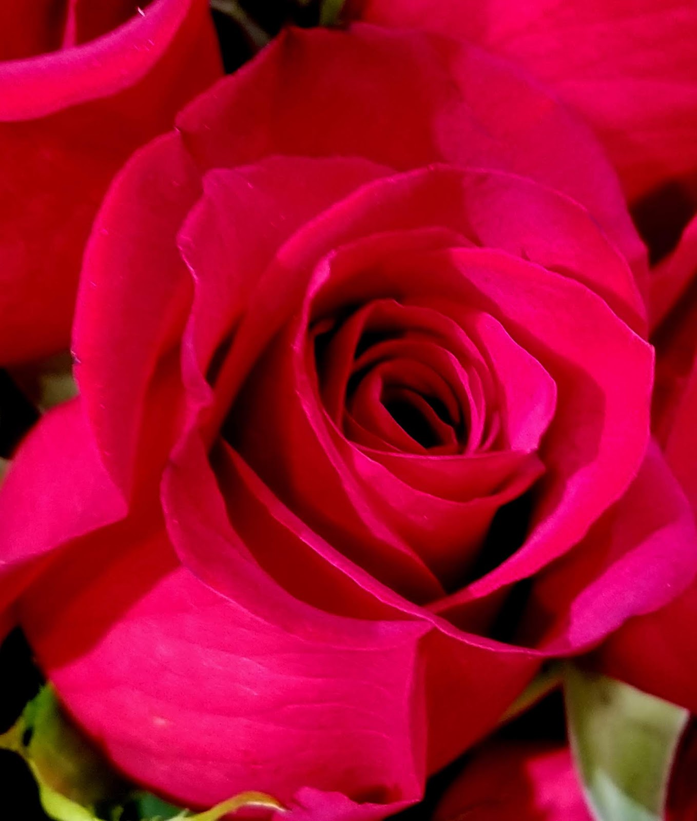 embusteria: UNA ROSA ES UNA ROSA ES UNA ROSA