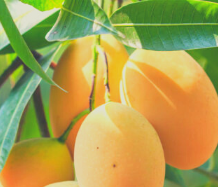 Mango Leaf Tea Its Benefits And How To Make It