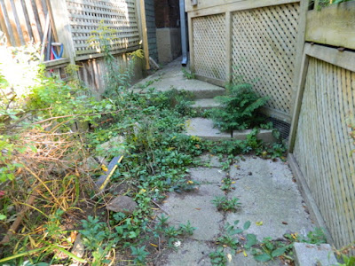 High Park Toronto Back Yard Fall Cleanup Before by Paul Jung Gardening Services--a Toronto Gardening Company High Park Toronto Back Yard Fall Cleanup Before by Paul Jung Gardening Services--a Toronto Gardening Company