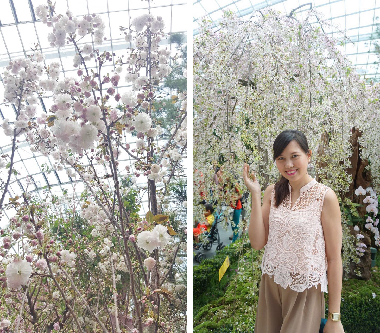 MrsMommyHolic Cherry Blossoms in Singapore