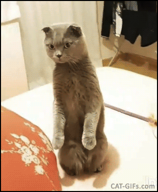 Weird Cat GIF • Funny Cat sitting like a Meerkat he ears strange noises near the hall door Weird Cat GIF • Funny Cat sitting like a Meerkat he ears strange noises near the hall door