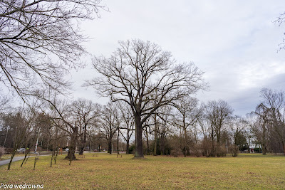 Park Szczytnicki: dostojny dąb