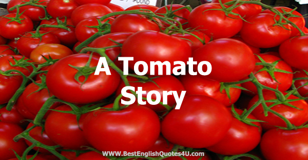 A Tomato Story  