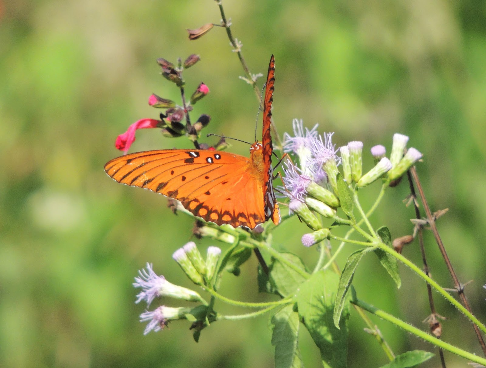 Houston in Pics Butterflyspotting in October inside the Loop (Houston