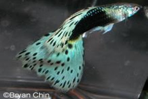 Half Black Pastel Green Bicolor AOC Half Black Pastel Green Bicolor AOC