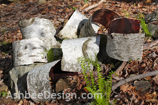 Ashbee Design: Harvesting Birch Bark for Crafts