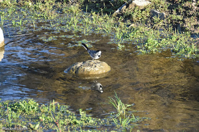 Cuereta blanca (Motacilla alba)