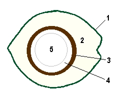 KHASIAT DAN MANFAAT BUAH KELAPA | EQUATOR NUSANTARA