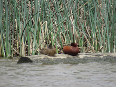 Sacramento National Wildlife Refuge California birding hotspot