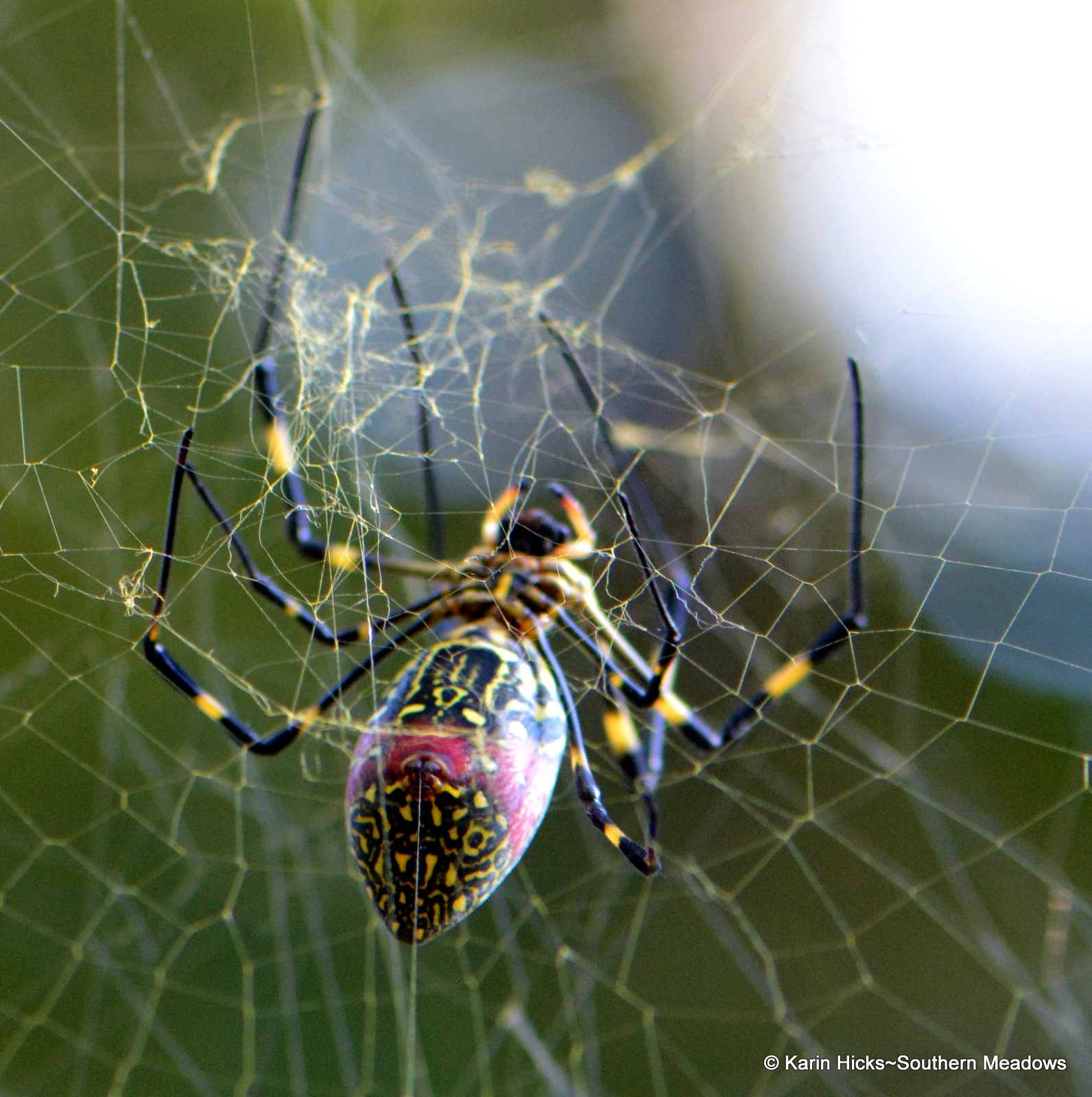 Black and yellow Joro spiders naturally shy, harmless, UGA