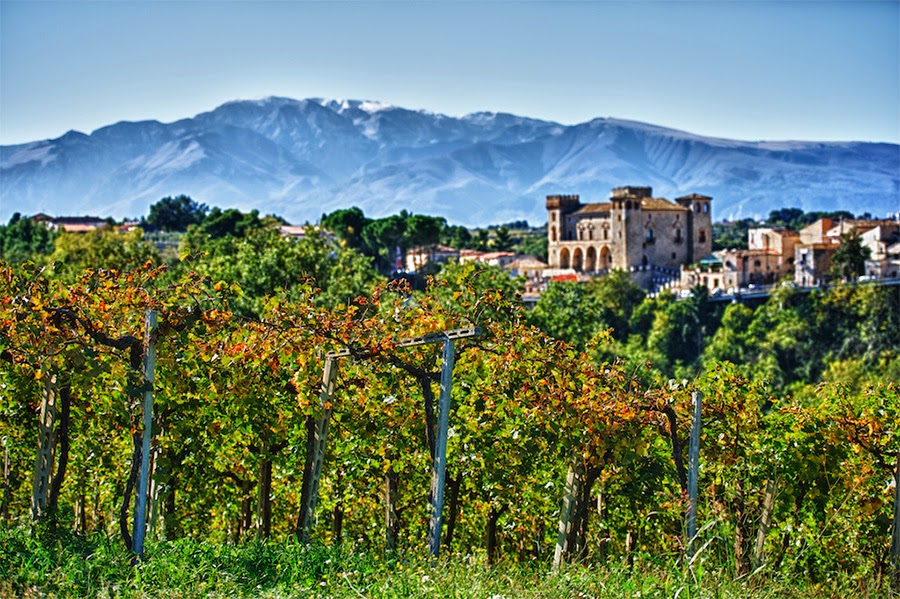 il vino pecorino d'abruzzo per l'italia nel piatto