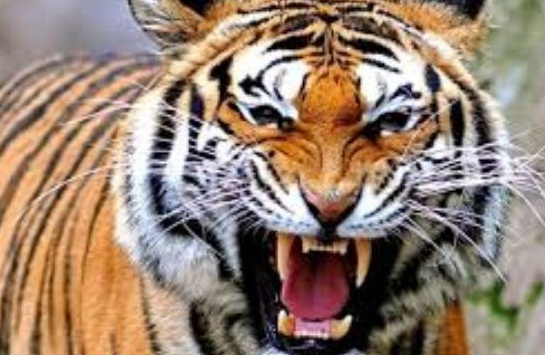 Daftar Nama Hewan Asli Indonesia Dan Binatang Langka Daftar Nama