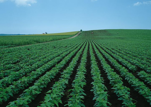 French Bean Field