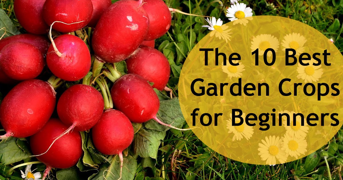 The 10 Best Garden Crops for Beginners