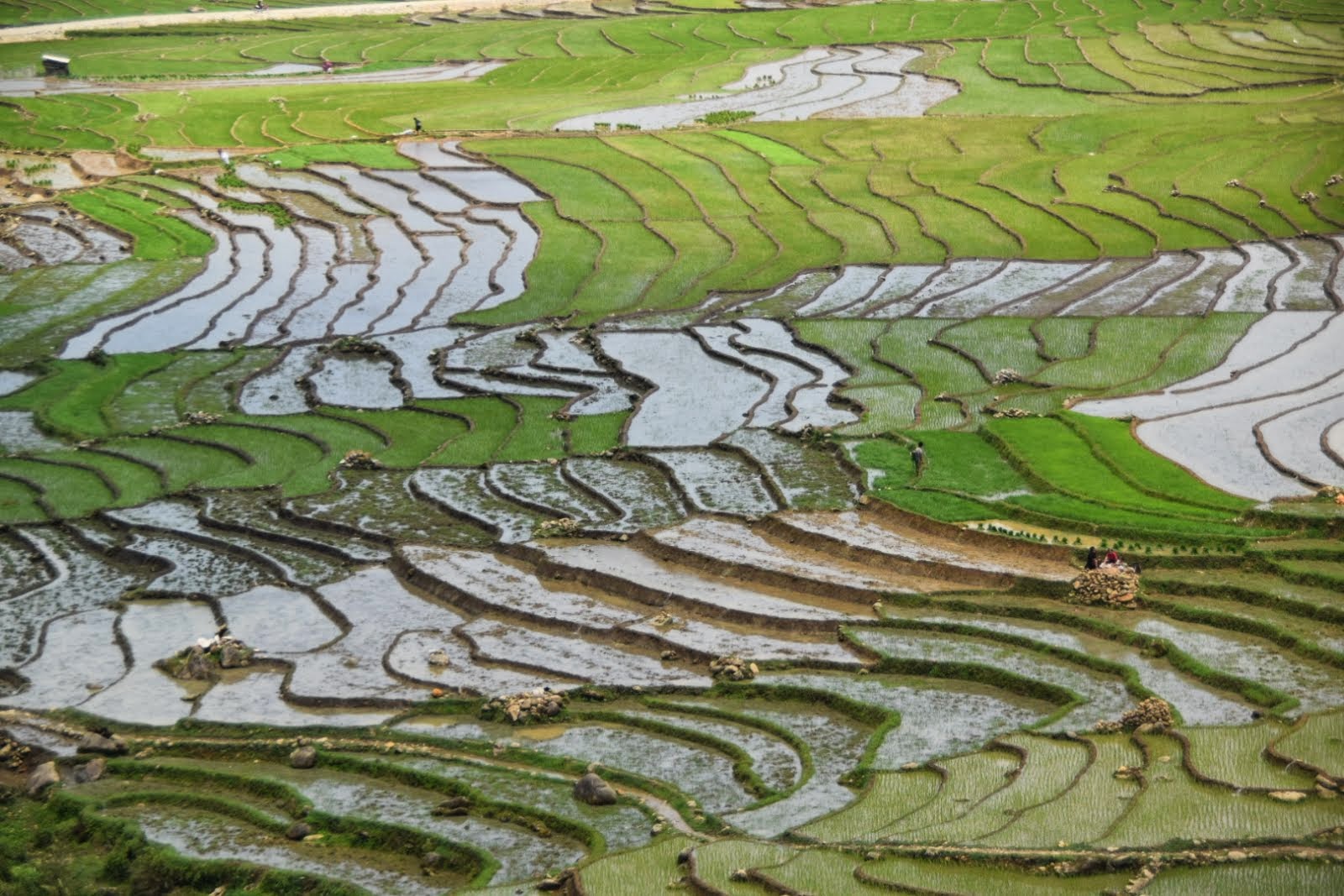 Fork It, Let's Travel!: Rice Terraces