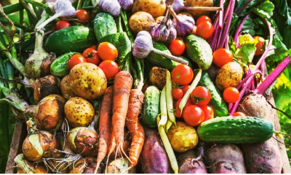 Factors affecting vegetable production