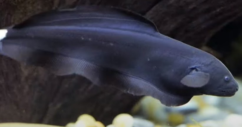 Melek Perikanan Ikan Black Ghost Atau Ikan Hantu Klasifikasi Morfologi Habitat Dll Melek Perikanan Ikan Black Ghost Atau Ikan Hantu Klasifikasi Morfologi Habitat Dll