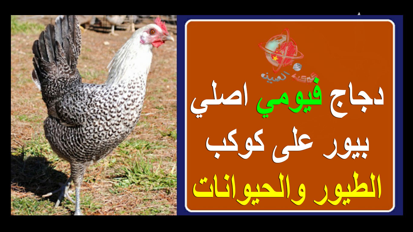 دجاج فيومي اصلي بيور على كوكب الطيور والحيوانات