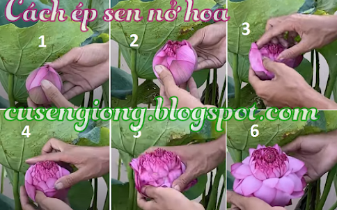 Cách hỗ trợ hoa sen nở sớm