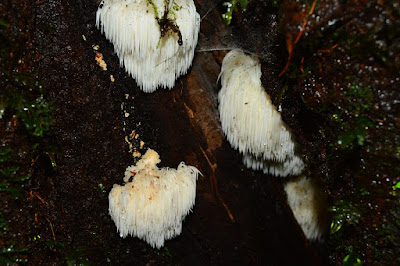 Hericium erinaceus Hericium erinaceus