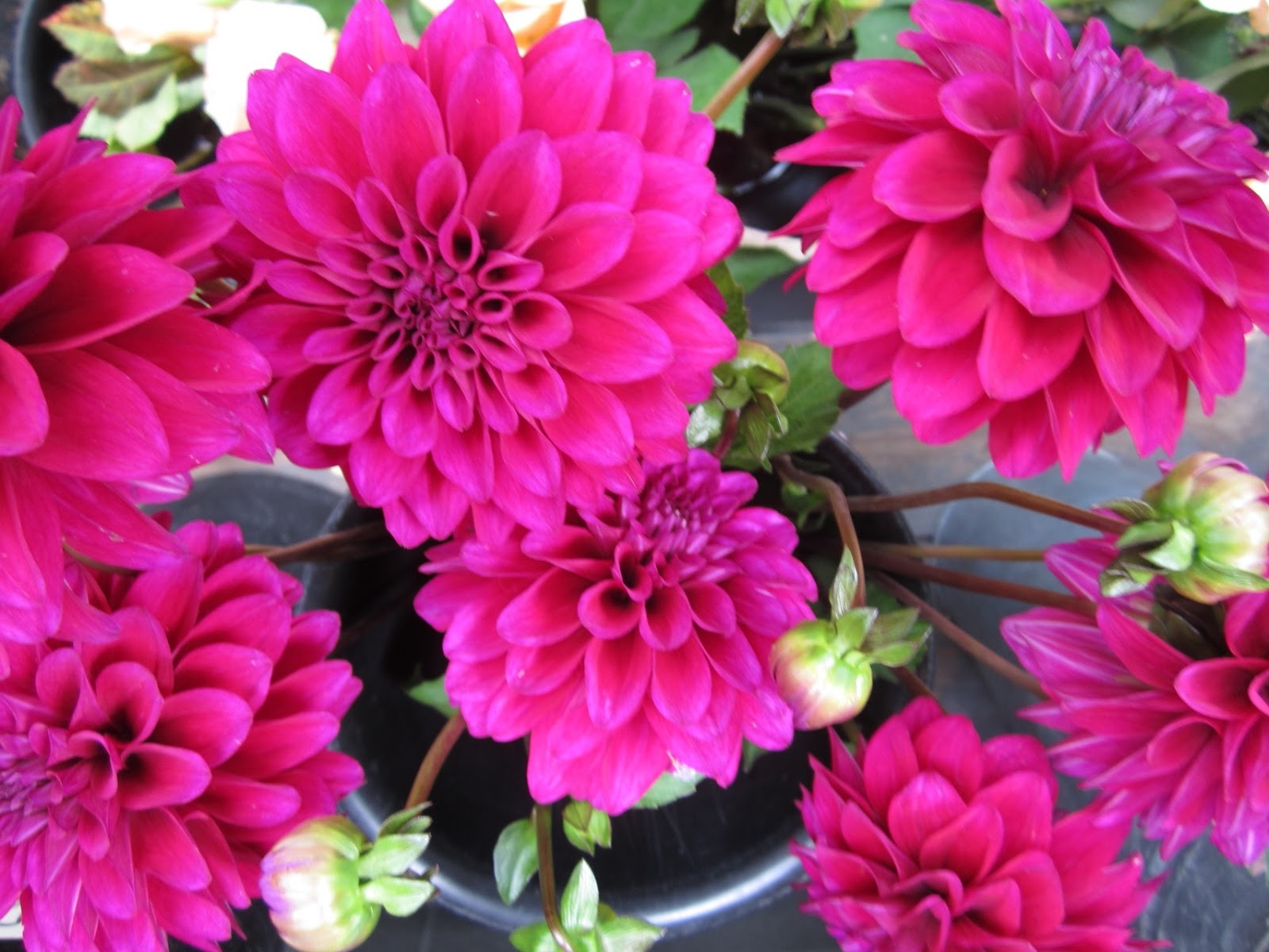 Sammy’s Flowers Inseason dahlias