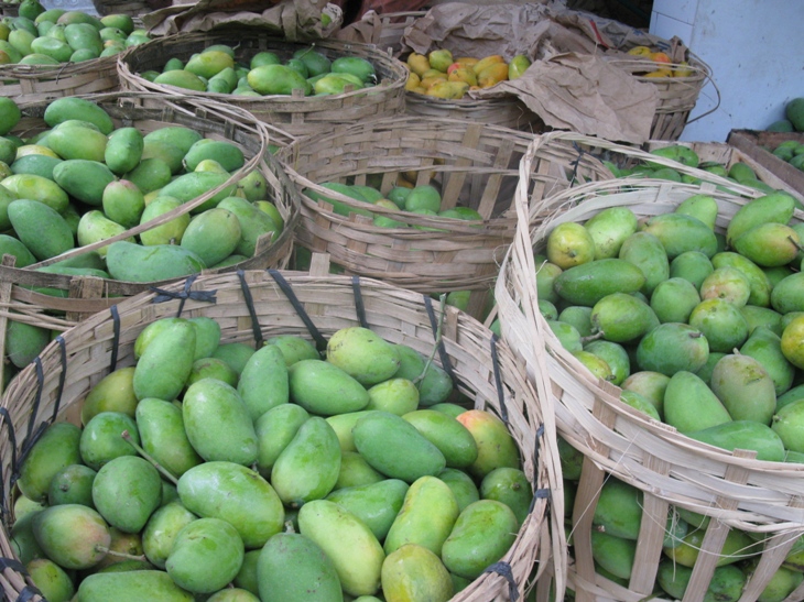 Journeying & Journaling through Life Where do mangos come from?