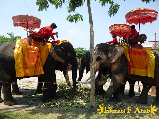 A herd of Thai elephants in Ayutthaya Historical Park