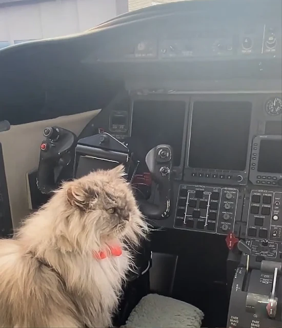 Clive, Kate Beckinsale's Persian in the captain's seat of a private jet