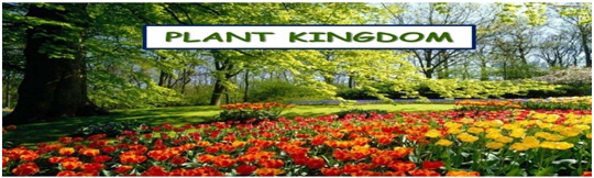 Class Plant King - पादप जगत का वर्गीकरण किस तरह से किया जाता है