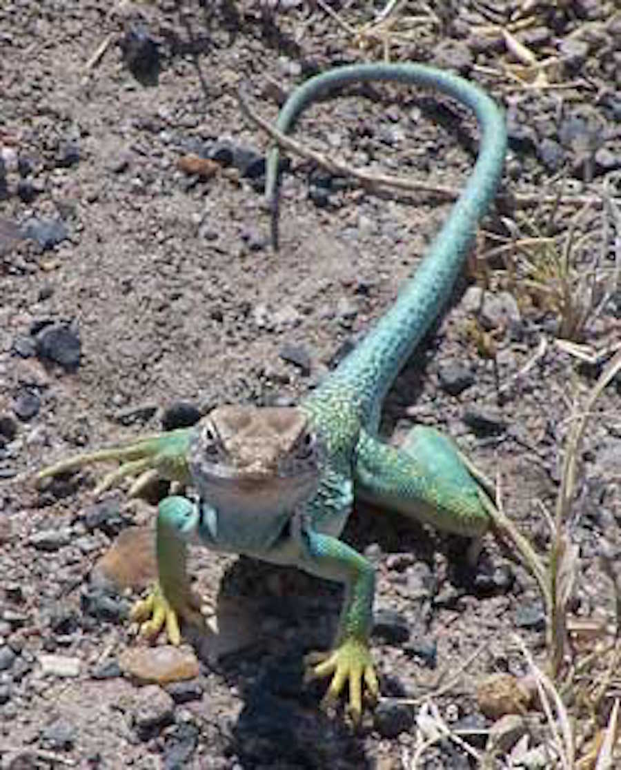 Finding Arizona Collared Lizards