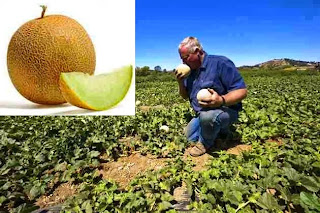 Honeydew Melons Farming Business
