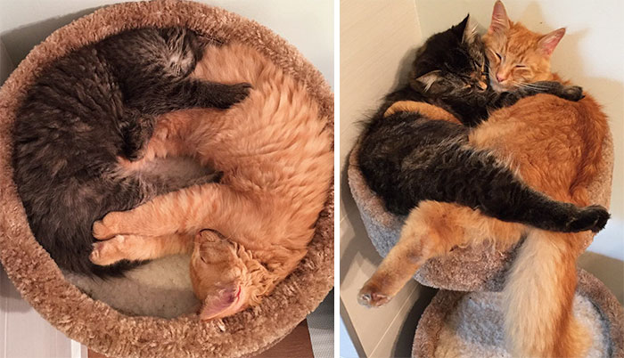 50 Heart-Warming Photos of Animals Growing Up Together - Inseparable Cats Lili And Renley Insist On Sleeping Together Even After Outgrowing Their Bed 50 Heart-Warming Photos of Animals Growing Up Together - Inseparable Cats Lili And Renley Insist On Sleeping Together Even After Outgrowing Their Bed