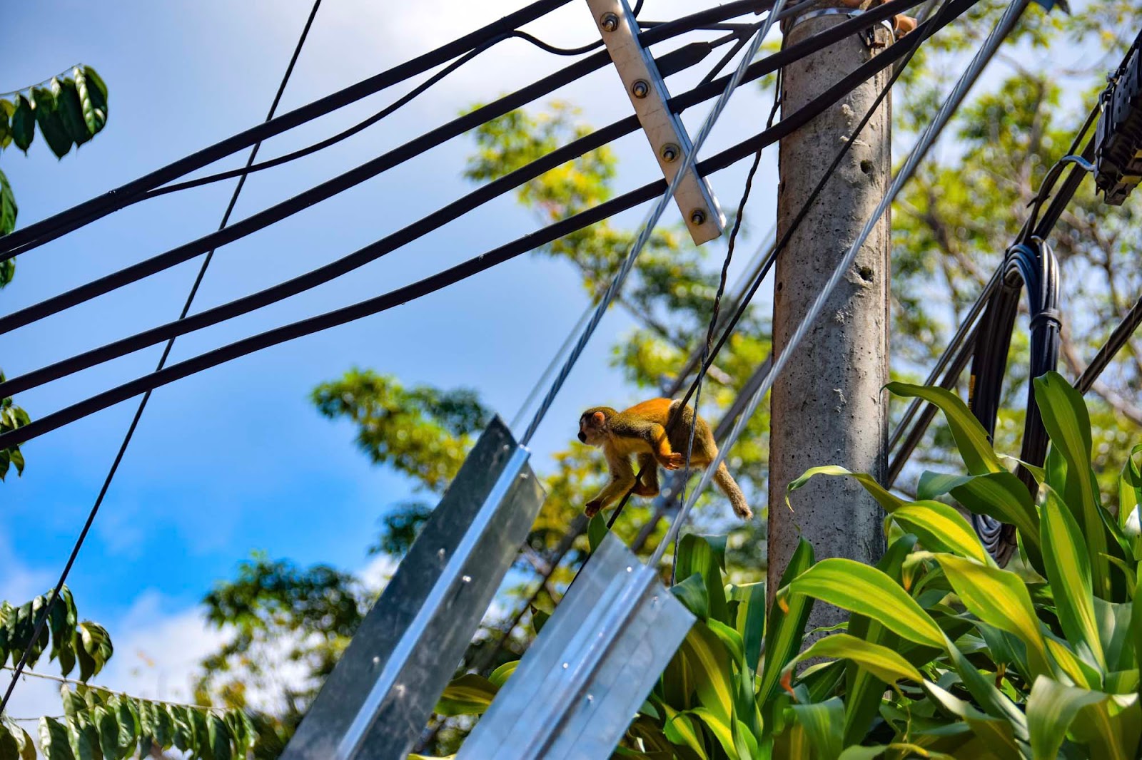 monkey on the telephone lines