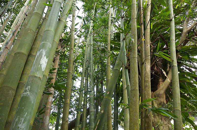 Ryukyu Life Huh? Bamboozled Got Nuthin' to Do with Bamboo?