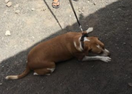 Volunteer experience at a dog shelter
