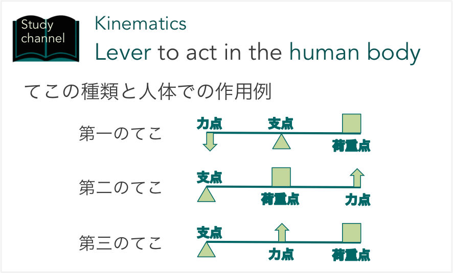 てこの種類と人体での作用例 Study Channel