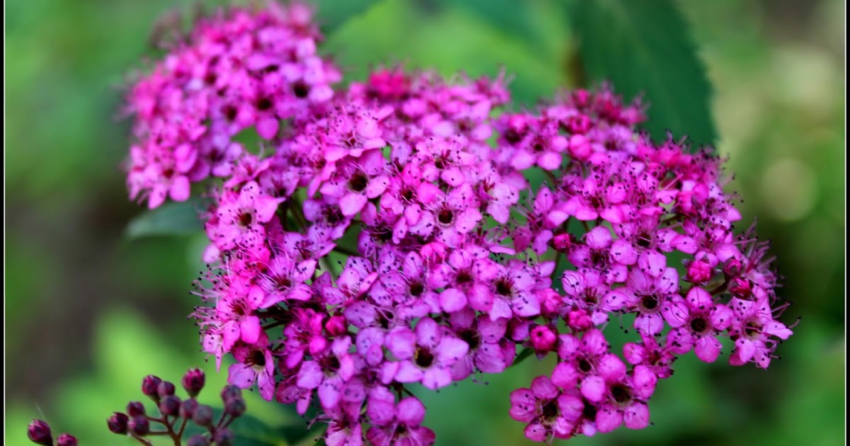 My Little Corner of the World July Flowers