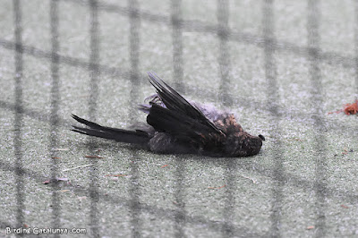 Pájaro muerto por el impacto contra un cristal