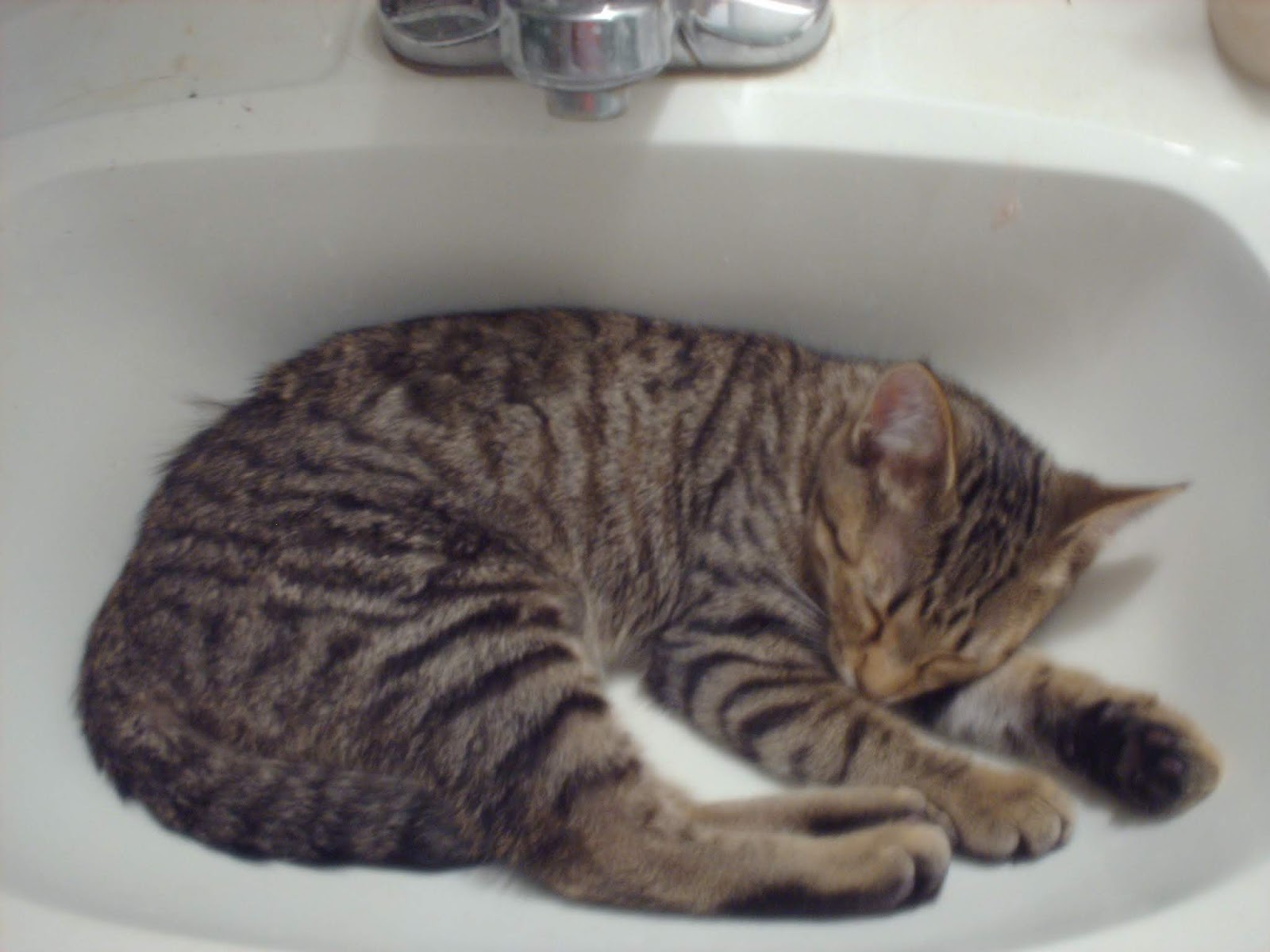 Figuring It Out 101 How To Prepare For Motherhood Get A Cat figuring-it-out-101-how-to-prepare-for-motherhood-get-a-cat