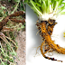 100 Times More Effective Then Chemotherapy: A Herb That Fights Kanser