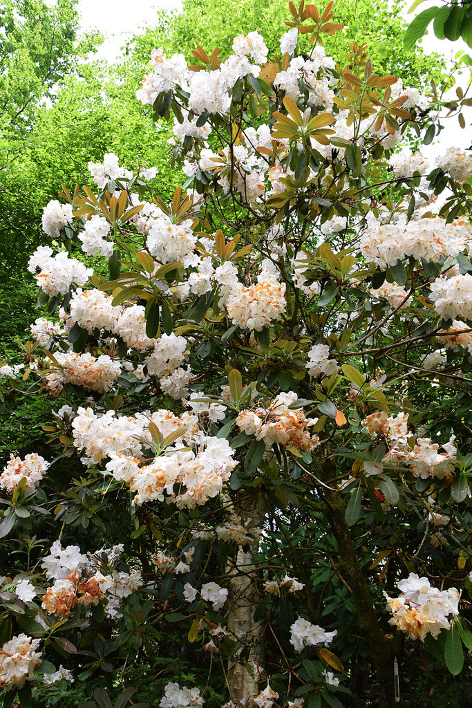 Azalea Rhododendron Flower Pictures