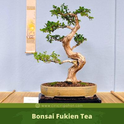 Bonsai Fukien Tea