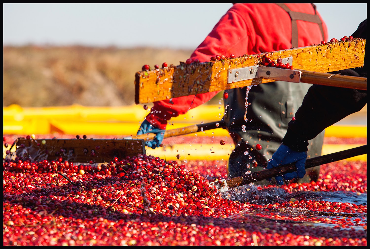 Grapevine Studios: Cranberry Harvest in Southampton, New Jersey.