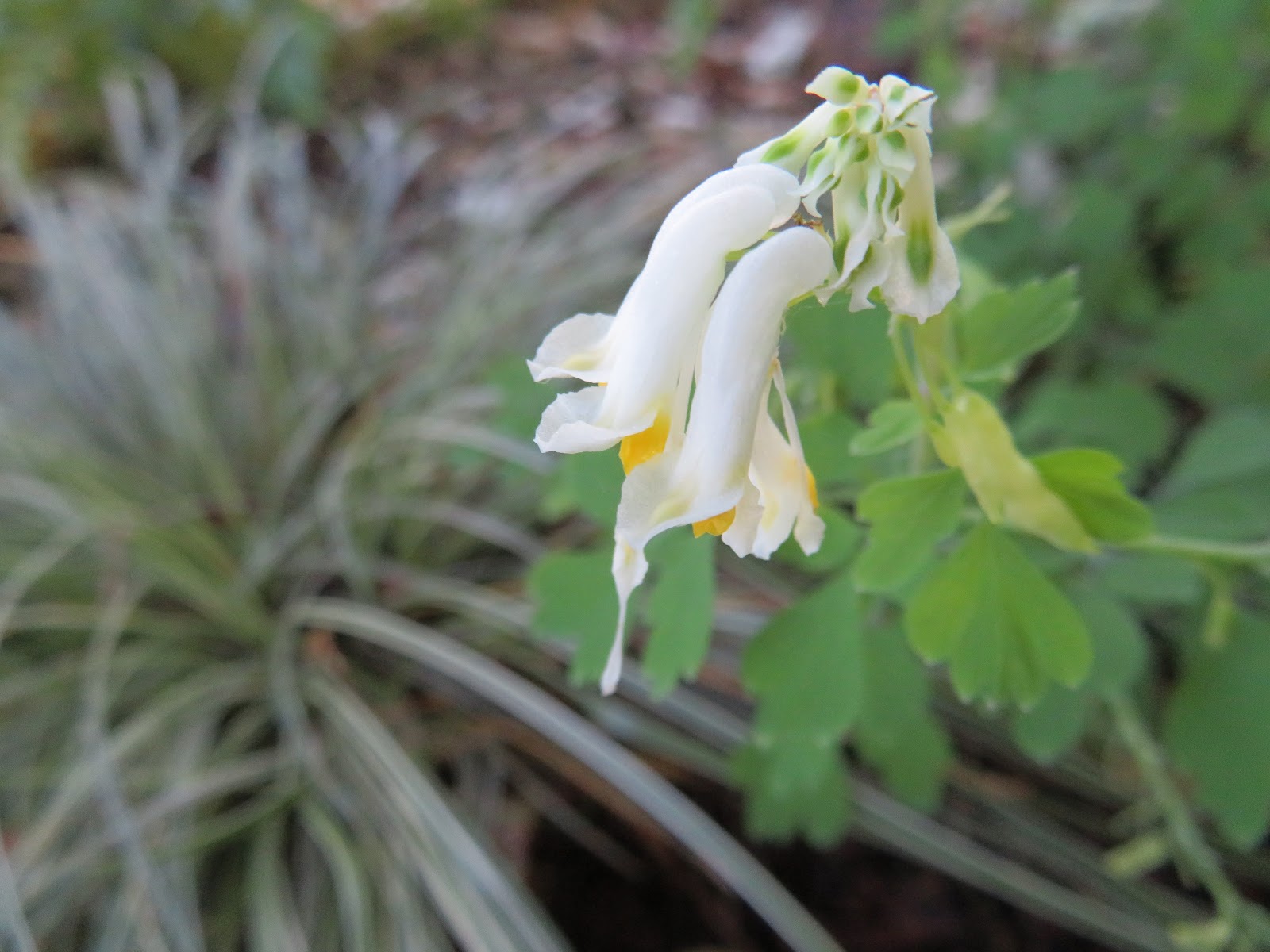 Hydrangea Kawakamii Care And Culture Travaldo S Blog