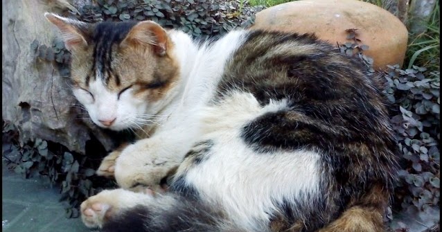 Kenapa Kucing Jantan 3 Warna Sukar Ditemui? | Solihin Zubir