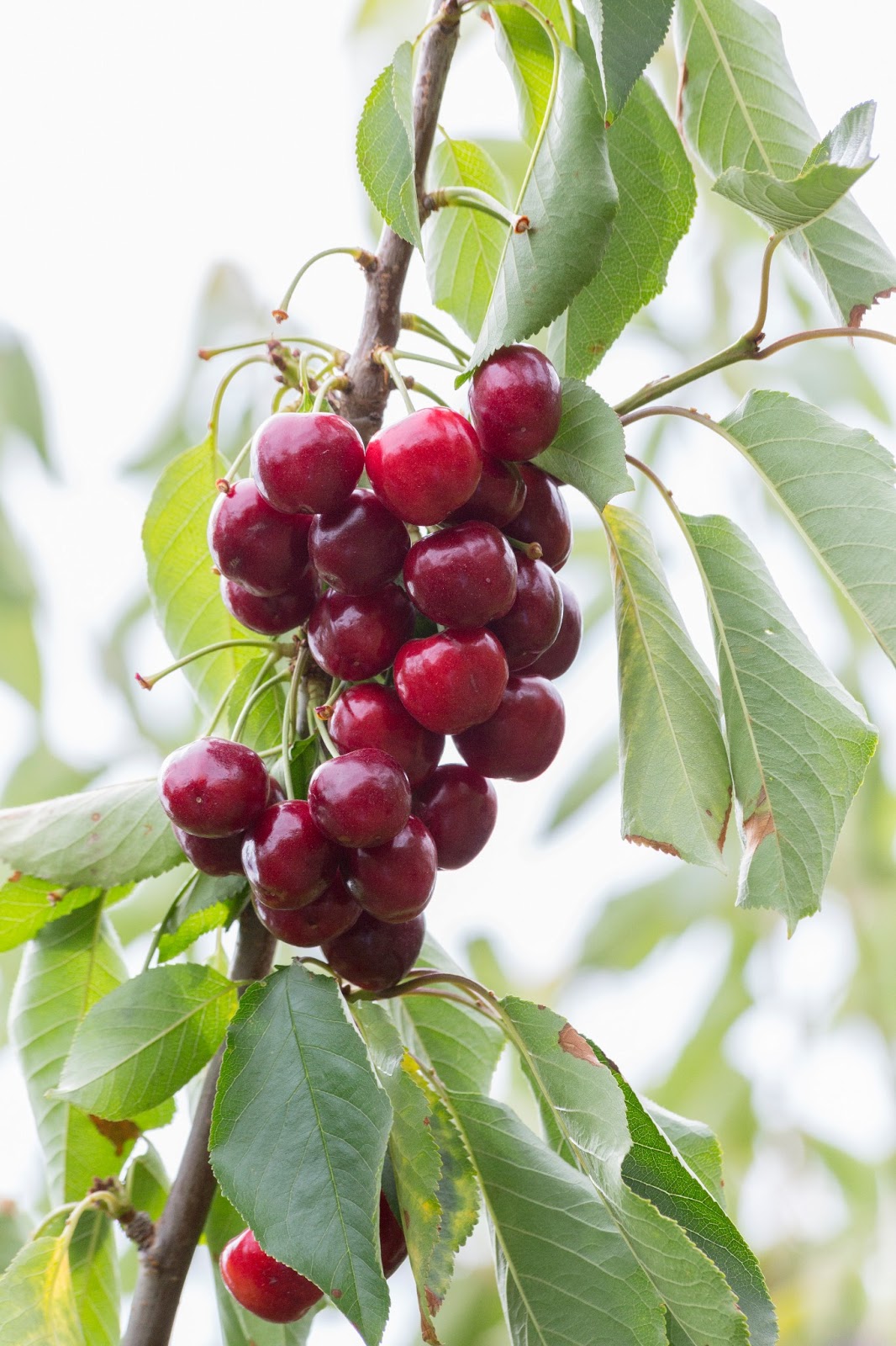 Naturetastic Blog Fruit Picking in Brentwood, CA