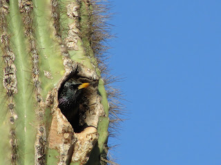 Bird Looks Out From Saguaro
